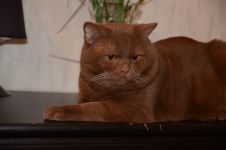 1 ��� 4 ������.