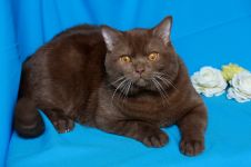 11 �������