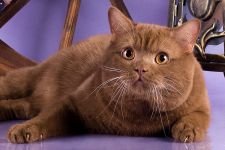 11 �������