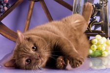 11 �������