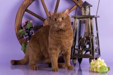 11 �������