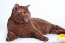 10, 5 �������