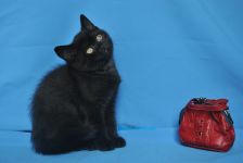 2 ���. 11 ��.