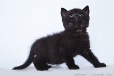 1,5 ������