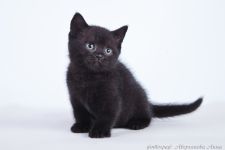 1,5 ������