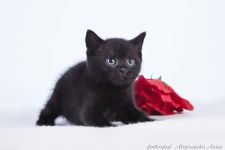 1,5 ������