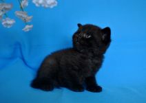 ����� 1 �����