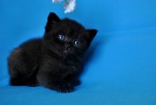 ����� 1 �����