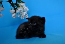 ����� 1 �����