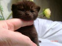 2,5 ��������