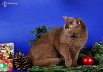 10 ��� 10 ����