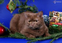 10 ��� 10 ����