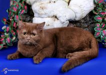 10 ��� 10 ����