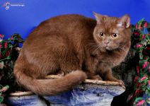 10 ��� 10 ����