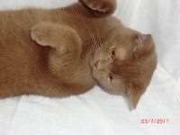 ��������� �������