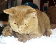 ��������� � 8 �������