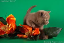 ������� ����� � 1,5 ������