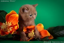 ������� ����� � 1,5 ������