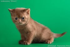 ������� ����� � 1,5 ������