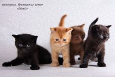 ������������ �����