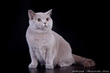 10 �������