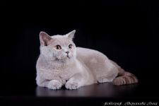 10 �������