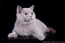 10 �������