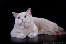 10 �������