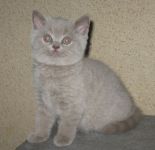 3 ������