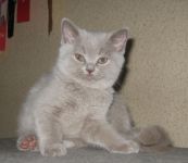 3 ������