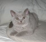 3 ������