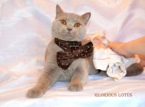 Гоше 7 месяцев