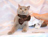 Гоше 7 месяцев