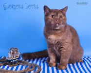 6 �������.