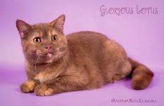 6 �������.