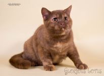 6 �������.