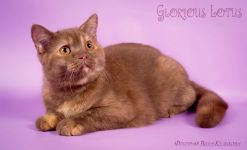 6 �������.