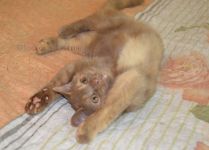 4 ������