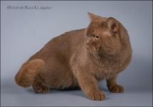 ������ 1 ��� � 2 ������