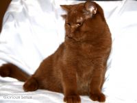 � ��� ��� 5,5 �������!