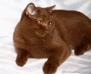 ��� ��� 5,5 �������!