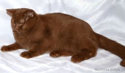 ��� 5,5 ������