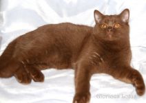 5,5 �������