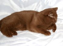 5,5 �������