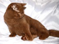 5,5 �������