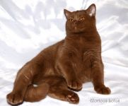 5,5 �������