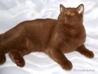 5,5 �������