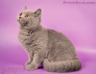 5 �������