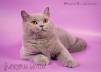 5 �������