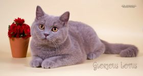 5 �������